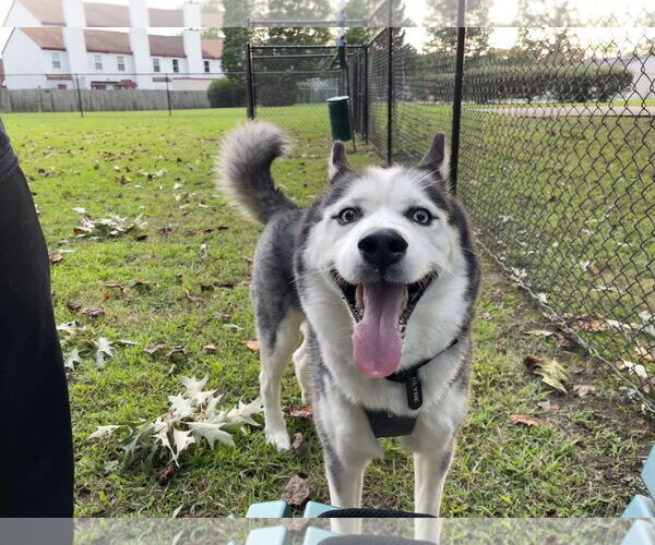 Medium Photo #3 Siberian Husky Puppy For Sale in Holly Springs, NC, USA