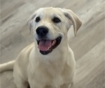 Puppy Goldy English Cream Golden Retriever-Golden Labrador Mix