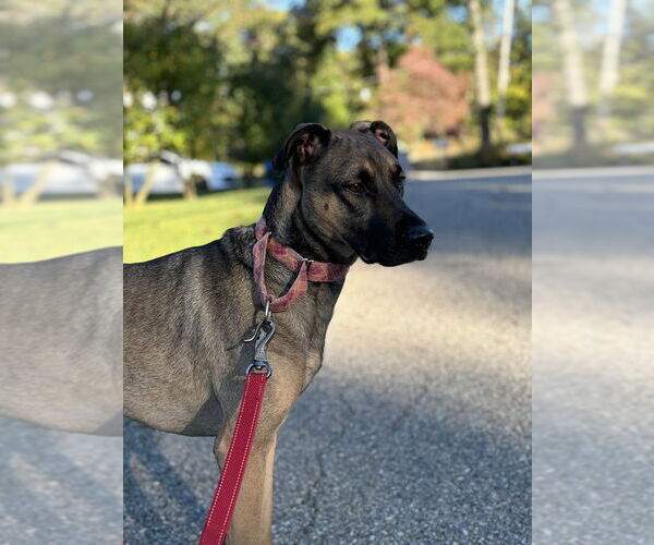 Medium Photo #2 German Shepherd Dog-Unknown Mix Puppy For Sale in Brewster, NY, USA