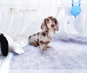 Dachshund Dog for Adoption in ASTORIA, New York USA