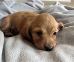 Small Photo #9 Dachshund Puppy For Sale in BROWNSBURG, IN, USA