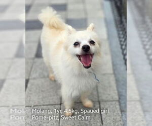 Pomeranian-pomeranian spitz Mix Dogs for adoption in Agoura Hills, CA, USA