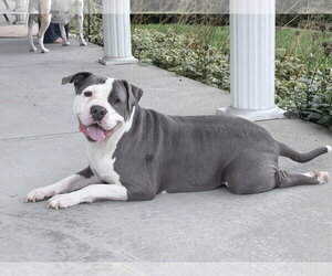 Smokey *TRANSPORTATION AVAILABLE* - Male Mutt Dog for Adoption - Photo #9