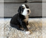 Small #1 Australian Mountain Dog