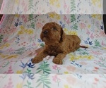Small Photo #3 Goldendoodle (Miniature) Puppy For Sale in PAULINE, SC, USA