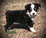 Small Photo #10 Miniature Australian Shepherd Puppy For Sale in HOWE, OK, USA