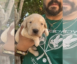 Goldendoodle Litter for sale in TOLLESON, AZ, USA