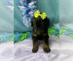Aussie-Poo Puppy for sale in LANCASTER, MO, USA
