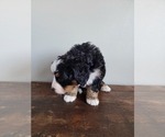Small #10 Bernese Mountain Dog