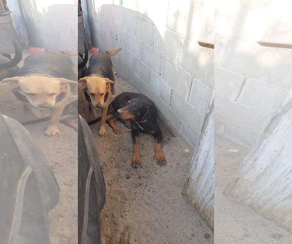 Medium Photo #11 Doberman Pinscher-Unknown Mix Puppy For Sale in Escondido, CA, USA