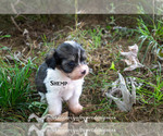 Small Photo #1 Cavaton Puppy For Sale in LEBANON, TN, USA