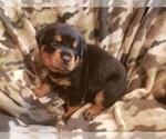 Small Photo #8 Rottweiler Puppy For Sale in EDEN, IN, USA
