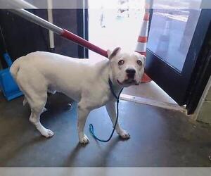 Boxer-Unknown Mix Dogs for adoption in Tulsa, OK, USA