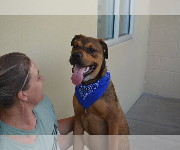 Medium Photo #2 Mutt Puppy For Sale in McKinney, TX, USA