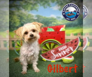 Maltipoo Dogs for adoption in Arcadia, FL, USA