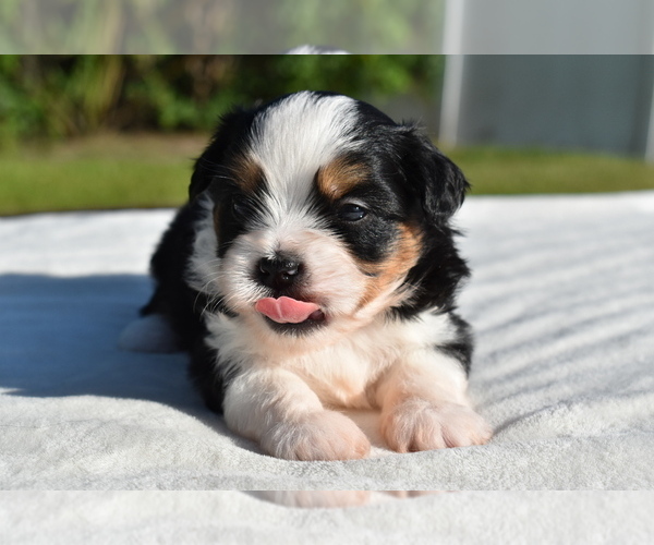 Medium Photo #3 Auss-Tzu Puppy For Sale in PALM COAST, FL, USA