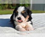 Small #2 Auss-Tzu