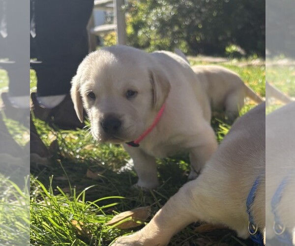 Medium Photo #3 Labrador Retriever Puppy For Sale in TWIN FALLS, ID, USA