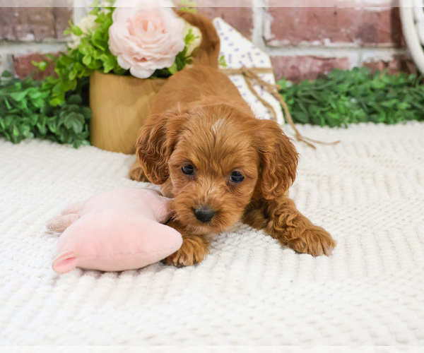 Medium Photo #12 Cavapoo (Miniature) Puppy For Sale in SYRACUSE, IN, USA