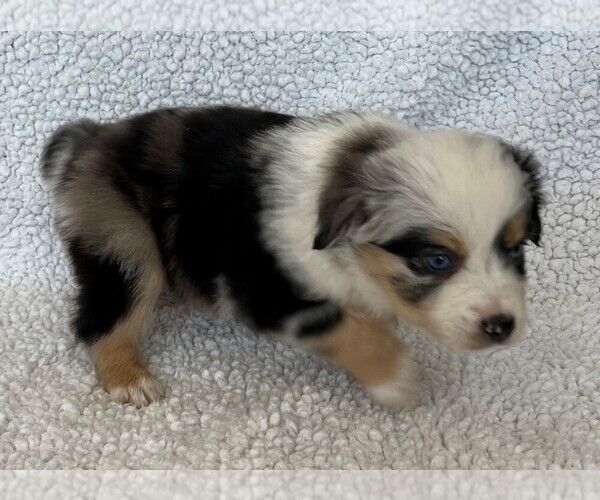 Medium Photo #27 Miniature Australian Shepherd Puppy For Sale in ARDMORE, OK, USA