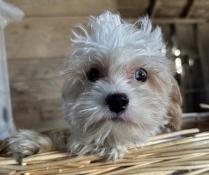 Cavapoo Puppy for sale in ATHENS, WI, USA