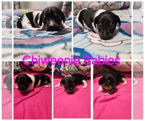 Chiweenie Puppy for sale in PENROSE, CO, USA
