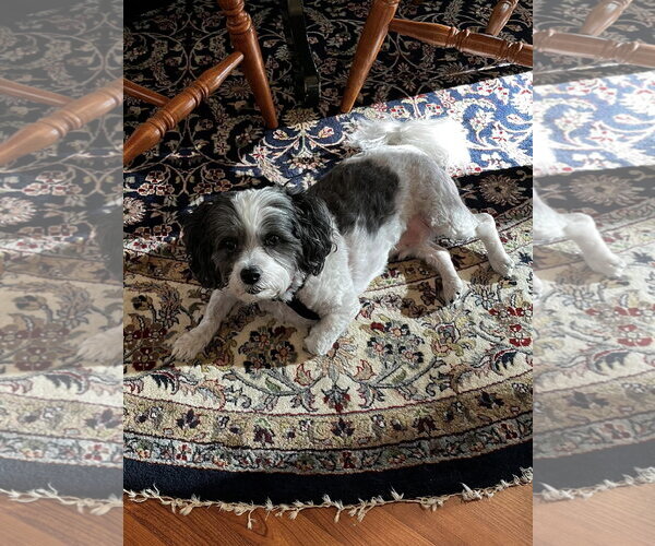 Medium Photo #3 Shih Tzu Puppy For Sale in Mooresville, NC, USA