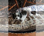 Small #2 Shih Tzu