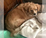 Small #2 Cavalier King Charles Spaniel Mix