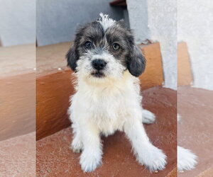 Mutt Dogs for adoption in Marina Del Rey, CA, USA