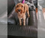 Small #2 Goldendoodle