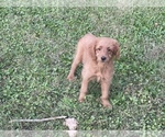 Small Photo #2 Golden Labrador Puppy For Sale in DETROIT, MI, USA