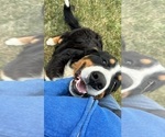 Small Photo #1 Bernese Mountain Dog Puppy For Sale in BOSWELL, IN, USA