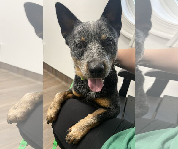 Medium Photo #9 Mutt Puppy For Sale in Garden City, NY, USA