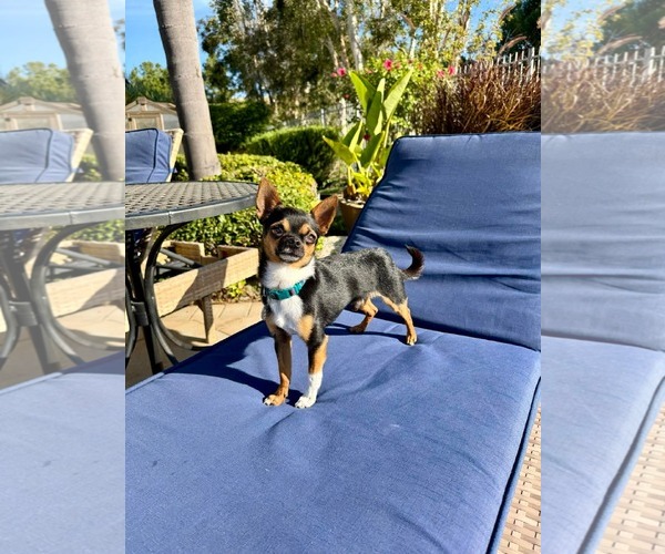 Medium Photo #1 Chihuahua Puppy For Sale in Menifee, CA, USA