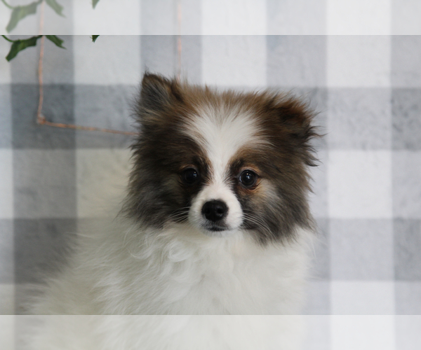 Medium Photo #2 Pomeranian Puppy For Sale in MARIETTA, GA, USA