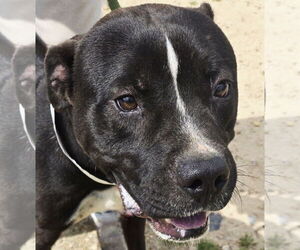 American Pit Bull Terrier-Unknown Mix Dogs for adoption in Jackson, MS, USA
