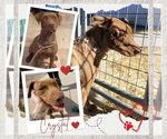 Small #12 American Pit Bull Terrier-American Staffordshire Terrier Mix