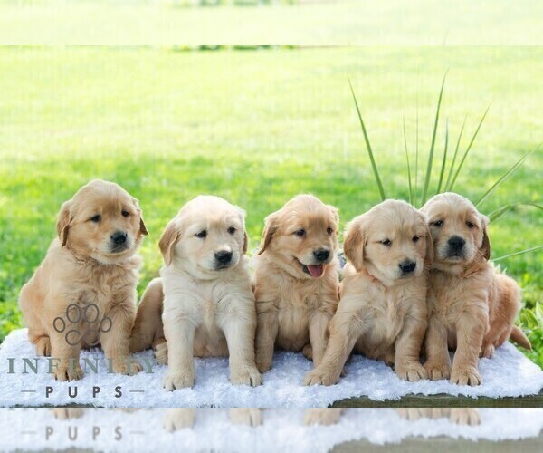 Medium Photo #2 Golden Retriever Puppy For Sale in NEWPORT, PA, USA
