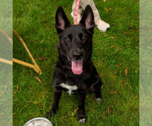Fae - Female German Shepherd Dog-Unknown Mix Dog for Adoption - Photo #6