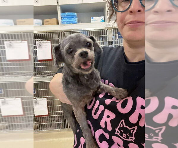 Medium Photo #4 Mutt Puppy For Sale in New York, NY, USA