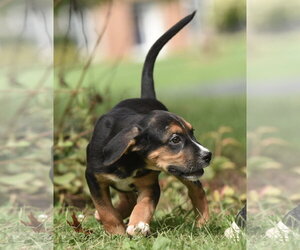 Liam - Male Australian Shepherd-Beagle Mix Dog for Adoption - Photo #5