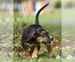 Small Photo #5 Australian Shepherd-Beagle Mix Puppy For Sale in Mechanicsburg, PA, USA