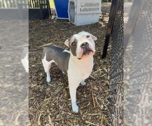 American Pit Bull Terrier Dogs for adoption in Fremont, CA, USA