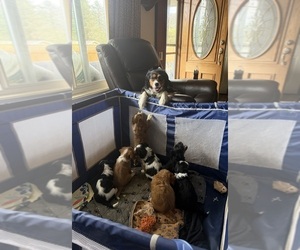 Aussalier Puppy for Sale in MAPLETON, Oregon USA