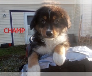 Australian Shepherd Puppy for sale in GLADE HILL, VA, USA