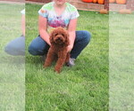 Small Photo #1 Poodle (Toy)-Zuchon Mix Puppy For Sale in HANCOCK, MN, USA