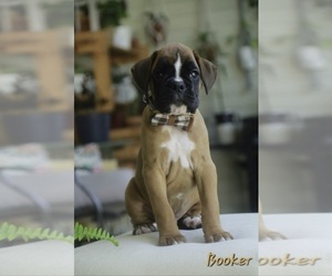 Boxer Puppy for sale in SHIPSHEWANA, IN, USA