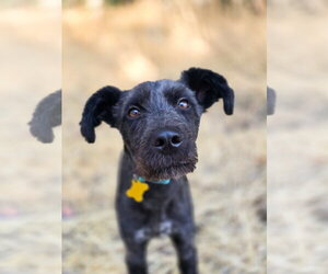 Mutt Dogs for adoption in Sandy, UT, USA