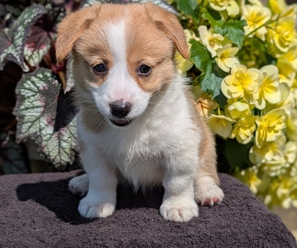 Medium Photo #14 Pembroke Welsh Corgi Puppy For Sale in GOSHEN, IN, USA